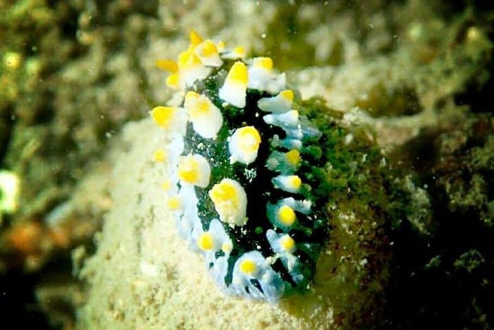 Koh Chang Adventure Diver: Full-Day PADI Dives & Reef Exploration photo 5