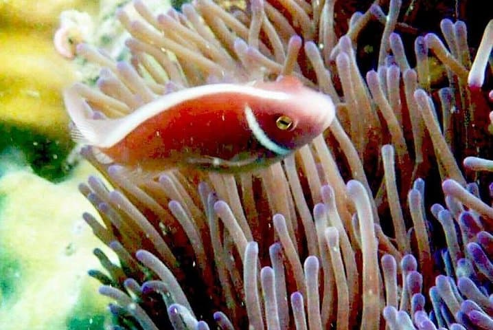 Koh Chang Adventure Diver: Full-Day PADI Dives & Reef Exploration photo 6