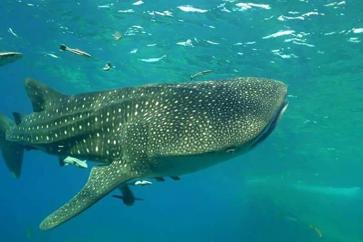 Koh Chang Bubble Maker (Open Sea) — 1-Day Scuba Intro for Kids photo 5