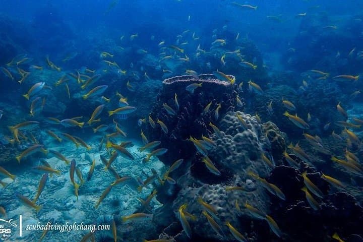 Koh Chang Bubble Maker (Open Sea) — 1-Day Scuba Intro for Kids photo 6