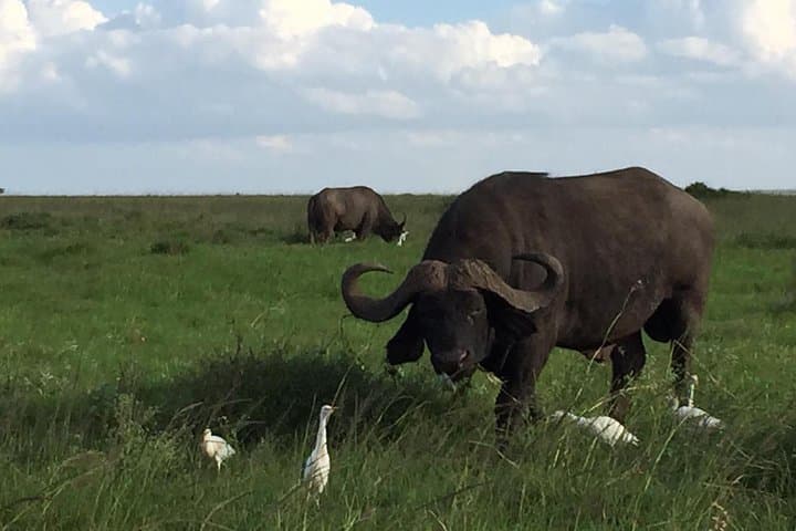 Quick Nairobi layover safari to Nairobi National Park photo 4