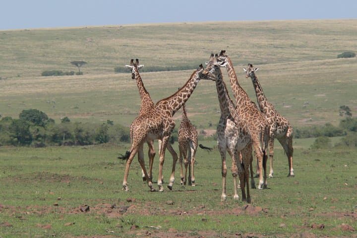 Quick Nairobi layover safari to Nairobi National Park