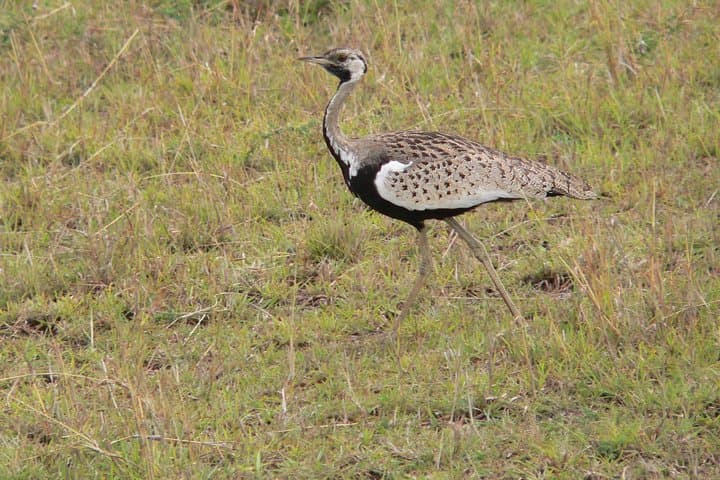 Quick Nairobi layover safari to Nairobi National Park photo 2