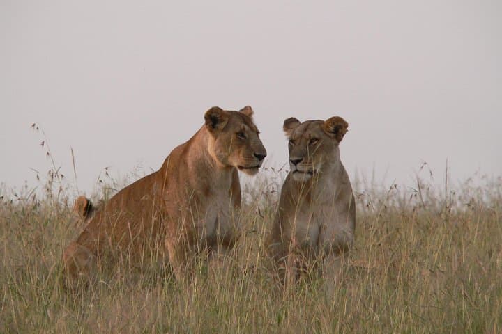 Quick Nairobi layover safari to Nairobi National Park photo 3