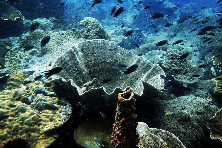 Koh Chang Discover Scuba Diving: 1-Day Two-Dive Intro for Non-Divers photo 6