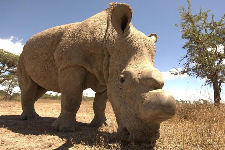 4-Day Ol Pejeta and Samburu Safari: Rhinos, Chimp Sanctuary & Big Five Game Drives photo 2