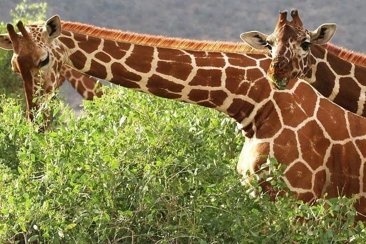 4-Day Ol Pejeta and Samburu Safari: Rhinos, Chimp Sanctuary & Big Five Game Drives photo 1