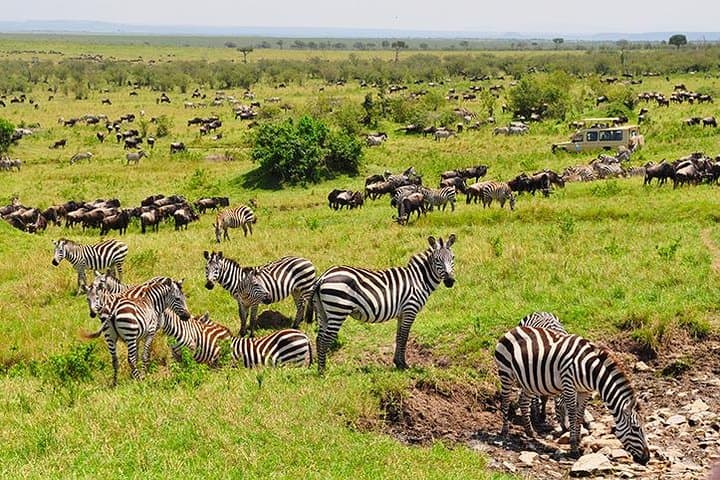 5-Day Great Wildebeest Calving Safari: Ndutu & Southern Serengeti Calving Season