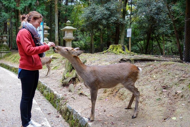 Highlights of Japan: 10-Day Small-Group Cultural & Scenic Tour photo 3