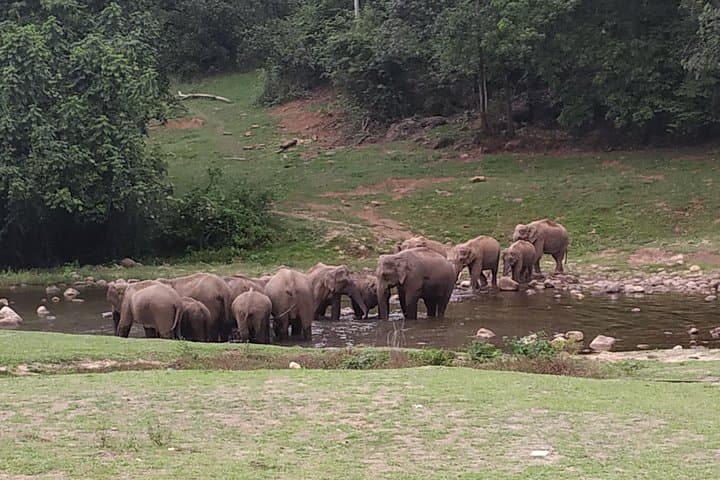 Anakulam & Mankulam Full-Day Trek and Jeep Safari from Munnar