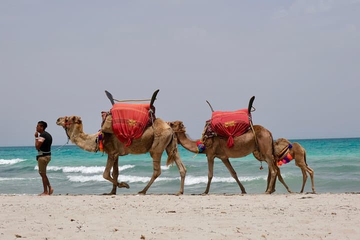 Djerba Star Wars Day Tour: Mos Eisley Film Sites, Guellala Pottery & El Ghriba Synagogue photo 1