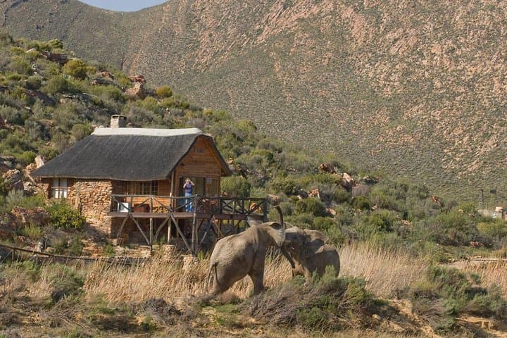 Aquila Game Reserve Big 5 Safari from Cape Town — Day Trip to See Lions & Elephants
