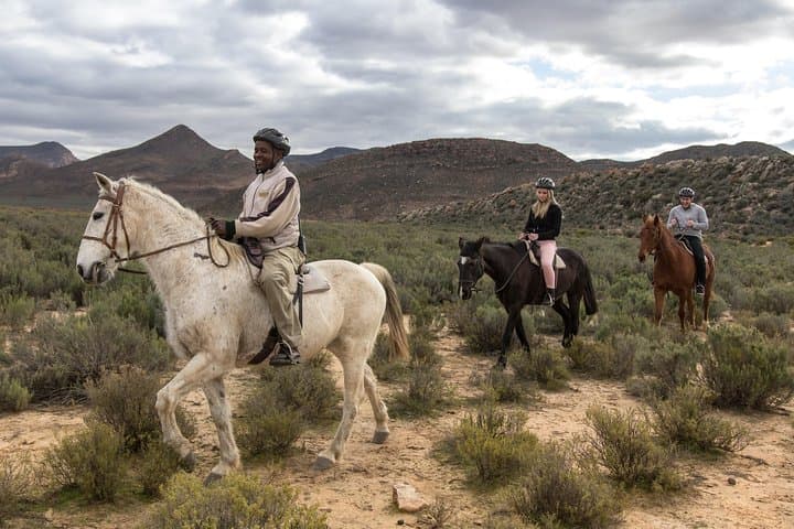 Aquila Game Reserve Big 5 Safari from Cape Town — Day Trip to See Lions & Elephants photo 4