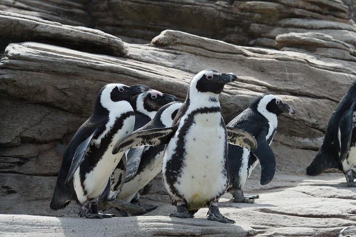 New York Aquarium Admission: Coney Island Tickets & Visitor Guide photo 5