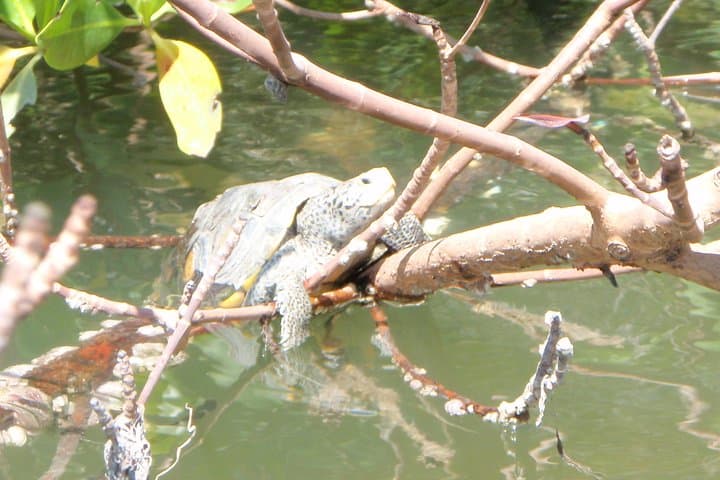 Paddle Bunche Beach: Guided Kayak Eco Tour in Fort Myers photo 6