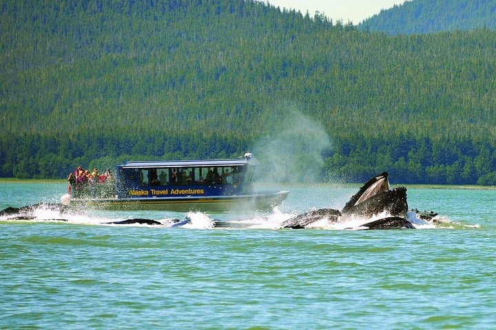 Best of Juneau: Mendenhall Glacier, Whale Watching & Salmon Bake in One Day photo 2