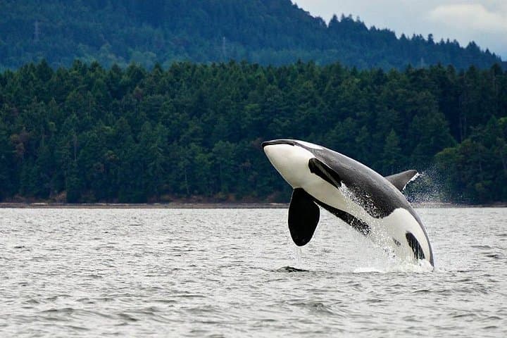 Juneau Whale Watching and Salmon Bake: Cruise, Wildlife & Alaska Salmon Feast photo 1