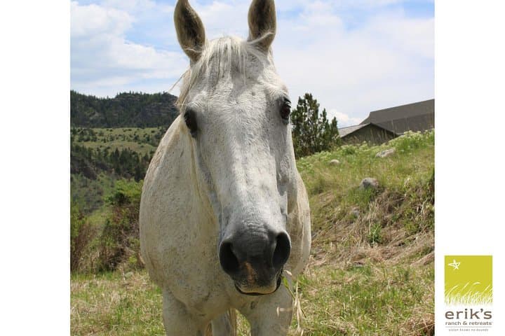 Indoor Equine Spa: Brush, Tack and Ride at Erik's Ranch Near Bozeman photo 2