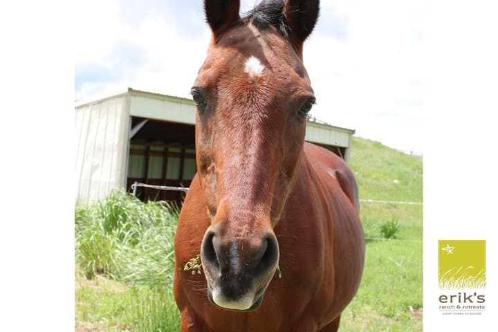 Indoor Equine Spa: Brush, Tack and Ride at Erik's Ranch Near Bozeman photo 3
