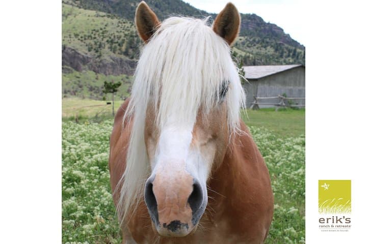 Indoor Equine Spa: Brush, Tack and Ride at Erik's Ranch Near Bozeman photo 4