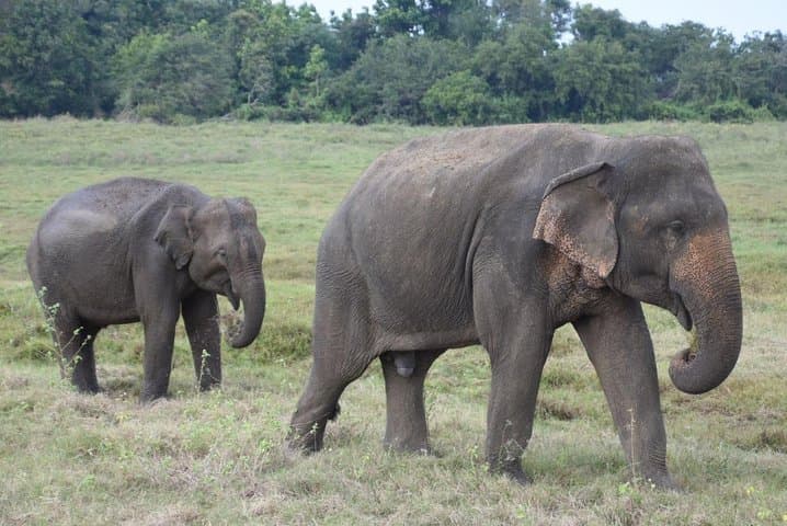 Pidurangala Rock and Cultural Triangle Safari: Hike, Views & Jeep Safari photo 3