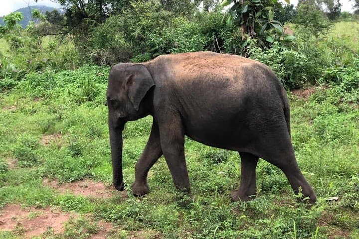 Pidurangala Rock and Cultural Triangle Safari: Hike, Views & Jeep Safari photo 5