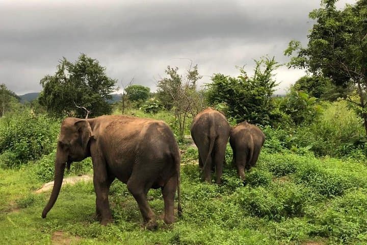 Pidurangala Rock and Cultural Triangle Safari: Hike, Views & Jeep Safari photo 6