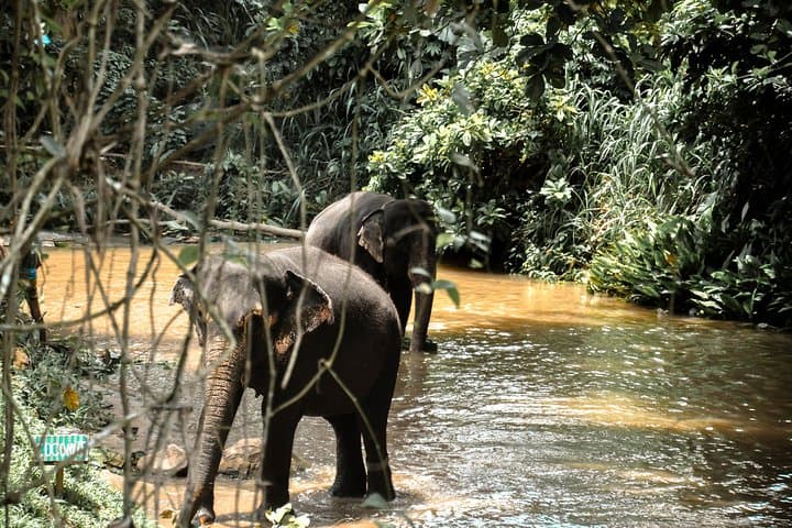 Urbanization to Nature: 4-Day Kandy & Nuwara Eliya Cultural and Tea Country Journey photo 4