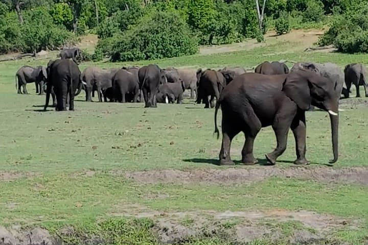 Budget Safari: 5-Day Victoria Falls & Chobe Wildlife Adventure photo 3