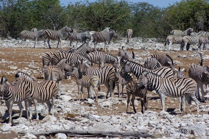 11-Day Namibia Highlights: Kalahari Dunes, Sossusvlei & Etosha Fully Accommodated Safari photo 5