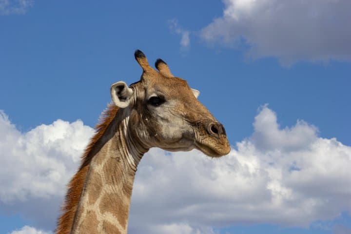 11-Day Namibia Highlights: Kalahari Dunes, Sossusvlei & Etosha Fully Accommodated Safari photo 6