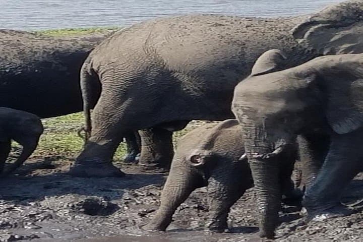Budget Safari: 5-Day Victoria Falls & Chobe Wildlife Adventure photo 1