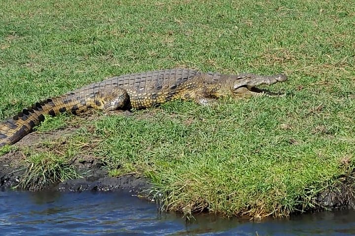Budget Safari: 5-Day Victoria Falls & Chobe Wildlife Adventure photo 2