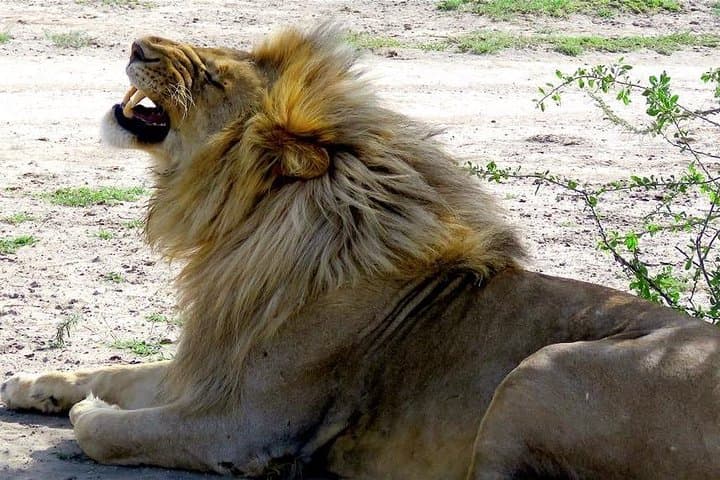 Serengeti Great Migration Safari (Dec–Apr) — Calving Season in the Southern Plains photo 6