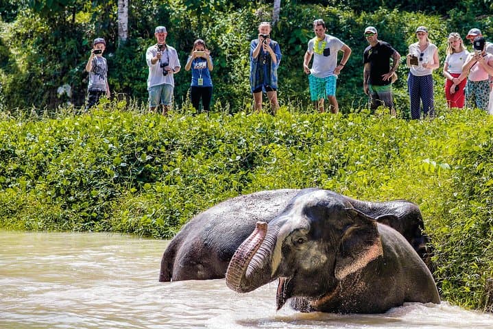 Phuket Elephant Sanctuary Morning Visit: Ethical Encounters with Rescued Elephants