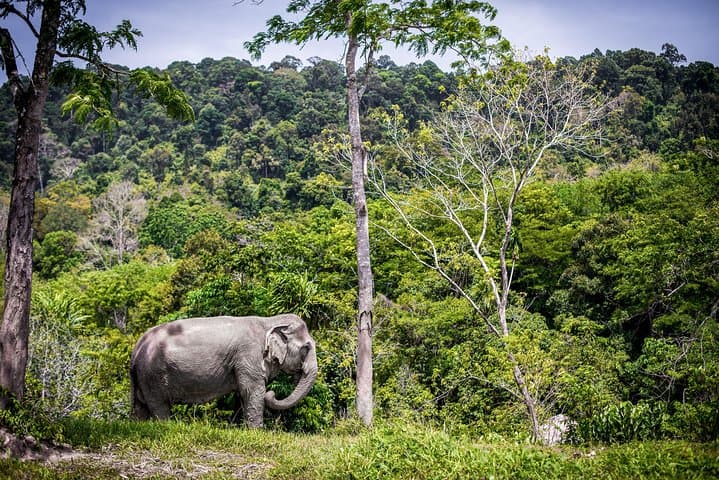 Phuket Elephant Sanctuary Morning Visit: Ethical Encounters with Rescued Elephants photo 6