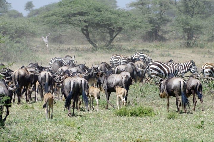 Serengeti Great Migration Safari (Dec–Apr) — Calving Season in the Southern Plains photo 3