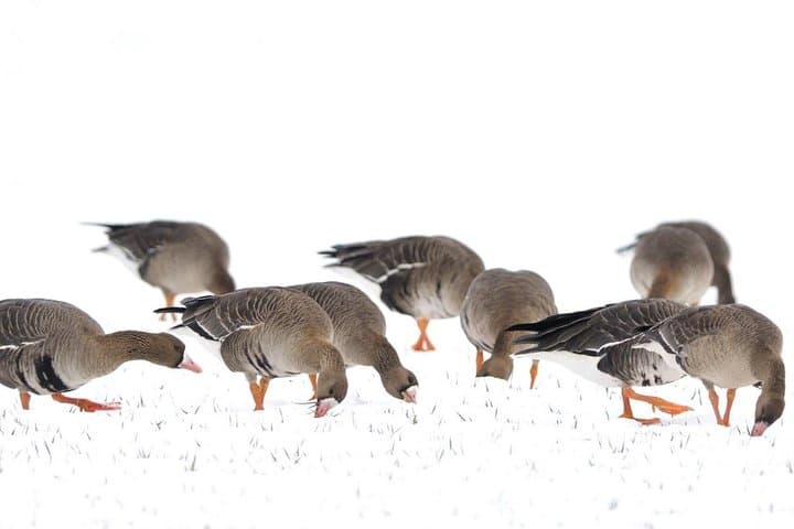 Winter Birding in Dobrudja: Day Trip from Tulcea for Red-breasted Goose