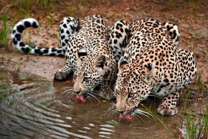 Serengeti Great Migration Safari (Dec–Apr) — Calving Season in the Southern Plains photo 4