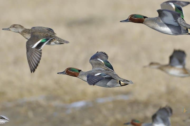 Winter Birding in Dobrudja: Day Trip from Tulcea for Red-breasted Goose photo 2