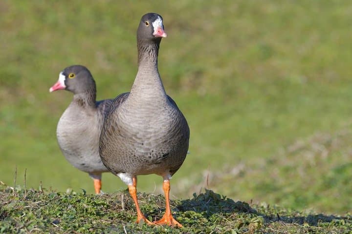 Winter Birding in Dobrudja: Day Trip from Tulcea for Red-breasted Goose photo 3