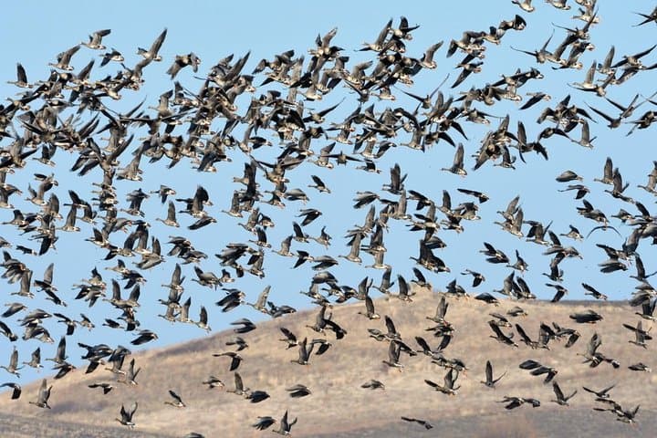 Winter Birding in Dobrudja: Day Trip from Tulcea for Red-breasted Goose photo 4