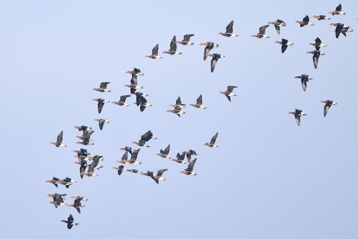 Winter Birding in Dobrudja: Day Trip from Tulcea for Red-breasted Goose photo 5