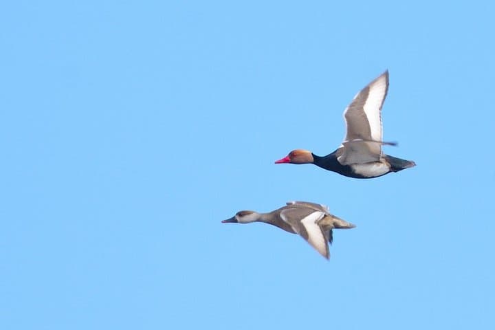 Winter Birding in Dobrudja: Day Trip from Tulcea for Red-breasted Goose photo 6