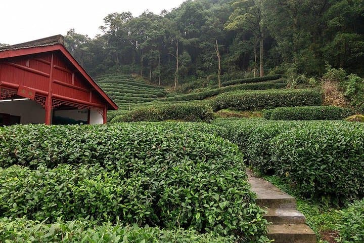 Essential Day Tour of Hangzhou: West Lake, Lingyin Temple & Meijiawu Tea photo 6