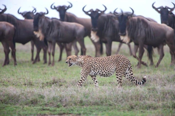 Serengeti Great Migration Safari (Dec–Apr) — Calving Season in the Southern Plains