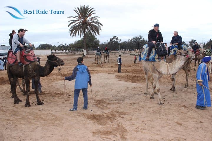 Agadir Camel Riding Tour — Eucalyptus Groves, Sand Dunes & Oued Souss Birdwatching photo 4