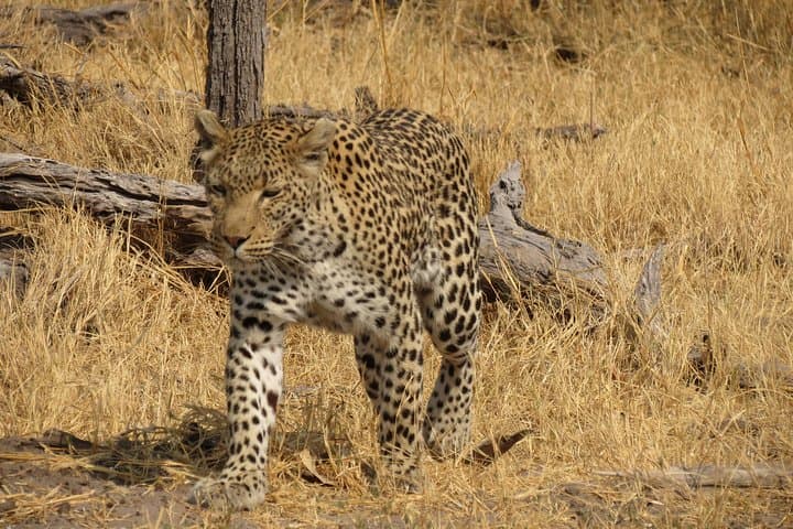 4-Day Camping Safari in Central Kalahari & Nxai Pan: Baines Baobabs and Game Drives
