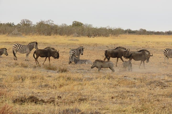 4-Day Camping Safari in Central Kalahari & Nxai Pan: Baines Baobabs and Game Drives photo 2