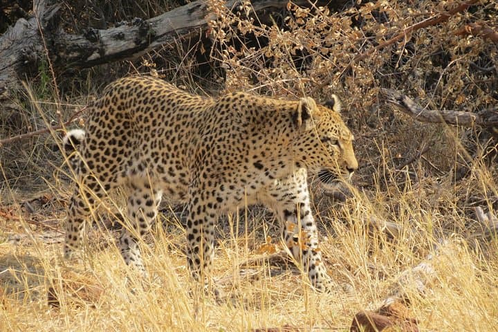 4-Day Camping Safari in Central Kalahari & Nxai Pan: Baines Baobabs and Game Drives photo 3